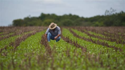 Dia Do Agricultor Veja 9 Dicas Para Inovar Nos Negócios Nação Agro