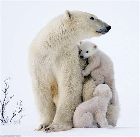 Adorable Polar Bears Cubs Clamber On Mom In Canada Animals And Pets