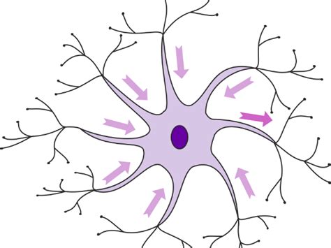 Images Of Sensory Motor And Relay Neurones Teaching Resources