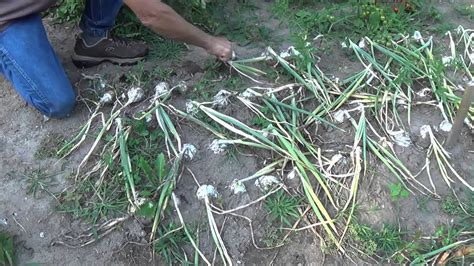 We did not find results for: Onions. How To Grow, When To Harvest, How To Harvest ...