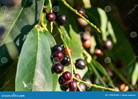 Black And Red Berries On The Tree Like A Large Shrub With Fruits Stock