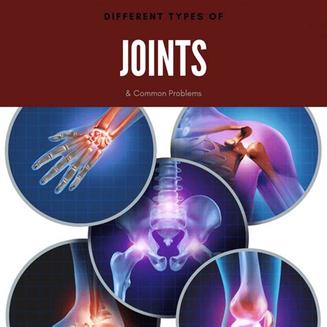 Ball And Joint Socket Joints In The Human Body