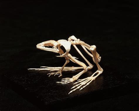 Frog Skeleton Studio Shot Digital Art By Simon Murrell Fine Art America