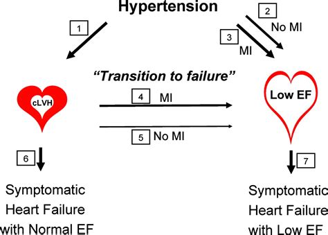 The Progression Of Hypertensive Heart Disease Circulation