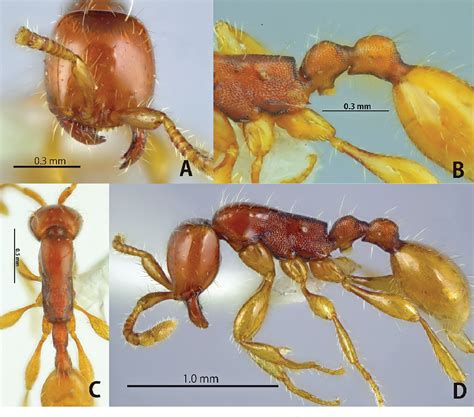 Figure 3 From Review Of The Southeast Asian Species Of The Aenictus