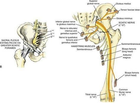 The gluteals make up the muscles of the buttocks on the back of the hip. Pin by Kayla Anglin-Moore on health | Human anatomy and ...