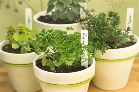 Growing Edible Houseplants Year Round Happysprout