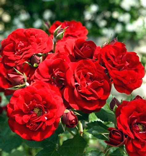 Gambar Mawar Merah 20 Gambar Foto Bunga Mawar Merah ~ Ayeeycom