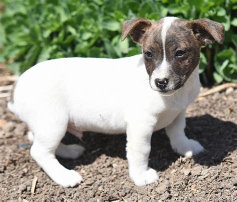 Warren A Brindle And White Male Jack Russell Terrier Puppy 675266