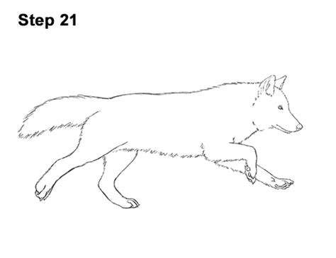 I am so thrilled to finally have copies of how to draw cat and dog. How to Draw a Wolf (Running) VIDEO & Step-by-Step Pictures