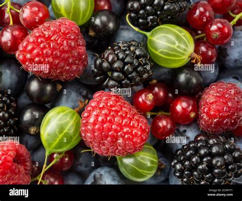 Mix Berries And Fruits Ripe Blackberries Blackcurrants Red Currants