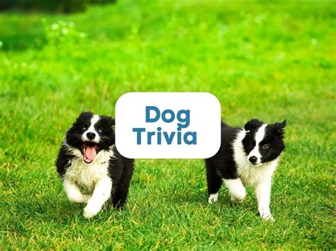 125 Dog Trivia Questions And Answers Antimaximalist