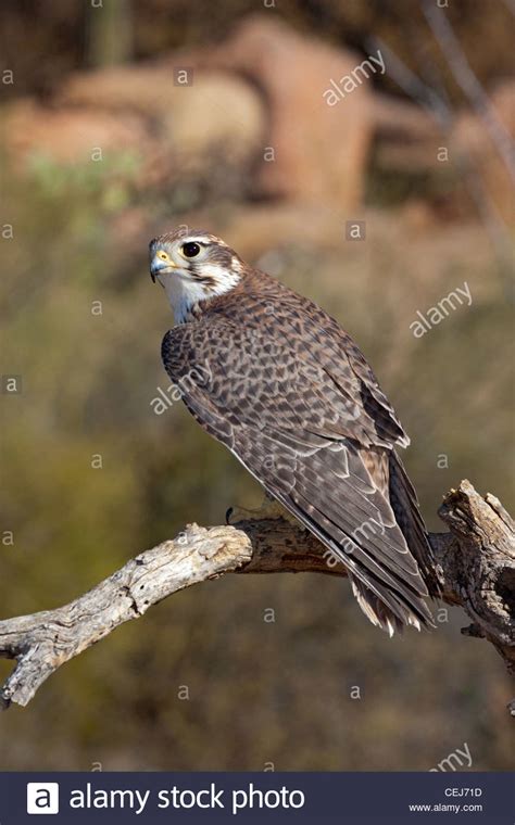 Prairie Falcon Falco Mexicanus Arizona Sonora Desert Museum Tucson