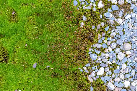 Green Moss In The Forest Close Up Natural Background Stock Photo