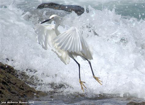 Hình Nền Nước Động Vật Hoang Dã Đứng Mỏ Egret Cò Làn Sóng Lông Vũ Chim Biển Canh