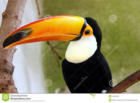 Een zwarte kunststof toekan vogel beeld. Toekan - Vogel Met Een Reusachtige Bek Stock Afbeelding ...