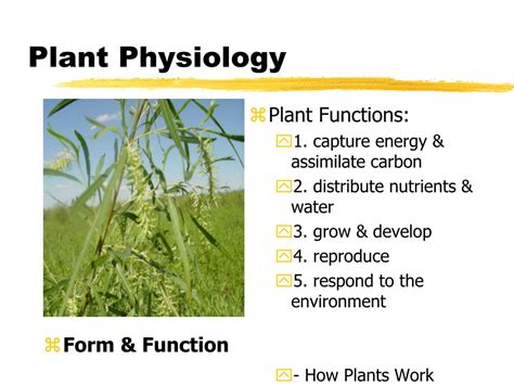 Ppt Plant Physiology Powerpoint Presentation Free Download Id4183319