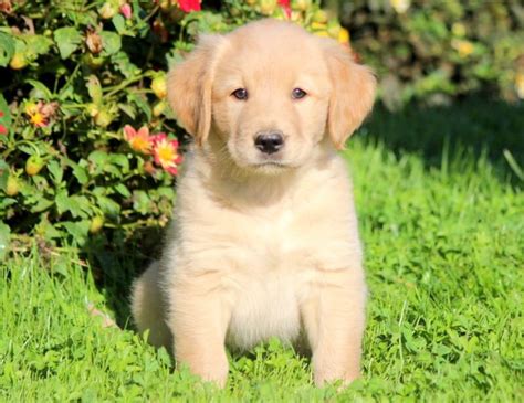 Golden retriever puppies are adorable and if you are buying one of your own, sometimes making a choice can be difficult. Golden Labrador (Goldador) Puppies For Sale | Puppy ...