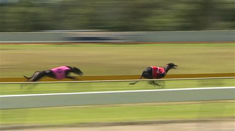 Greyhound Trials At Wauchope Track For First Time In A Year Nbn News