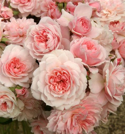 Hedging Rose Floribunda Jane Mcgrath 175mm Pot Dawsons Garden World