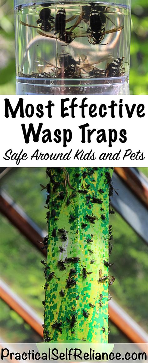 Best Wasp Traps