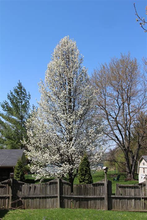 Pear blossom in early spring. Cleveland Flowering Pear - TheTreeFarm.com