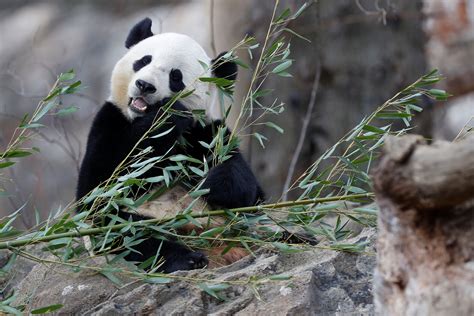 Washingtons National Zoo Fetes Giant Panda Bao Bao With Special