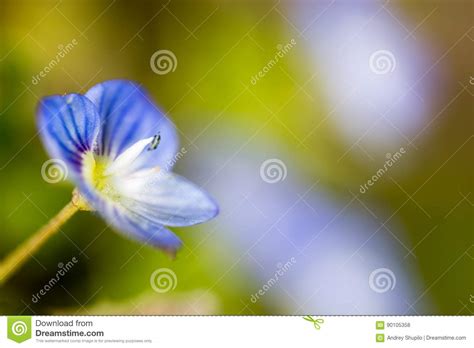 Beautiful Little Blue Flower On Nature Stock Photo Image Of Little