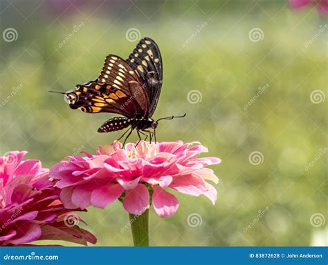 Ost Tiger Swallowtail Papilio Glaucus Stockfoto Bild Von