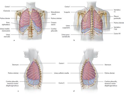 I am also a chronic pain patient Organs of the Respiratory System and their ...