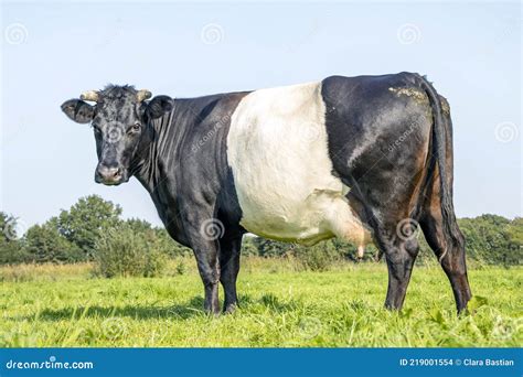 cow black dutch belted with horns in the field on a sunny day black and white and with a blue