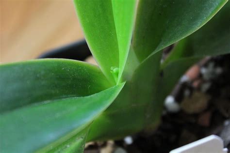 Therefore, to speed up new spike growth, you should locate your orchid plants where temperatures do not go too low e.g. Maria's Orchids: Paphs grow new leaves