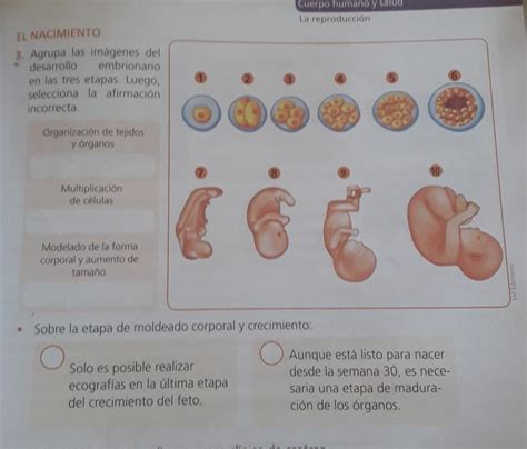 Lista Foto Etapas Del Desarrollo Embrionario Humano Para Colorear Actualizar