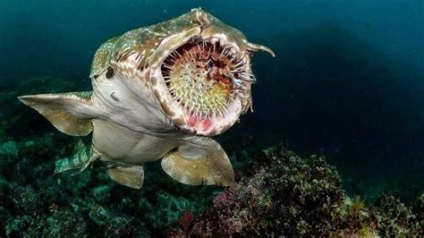 5 Real Sea Monsters Caught On Camera Videos Beauty Of Ocean Gan