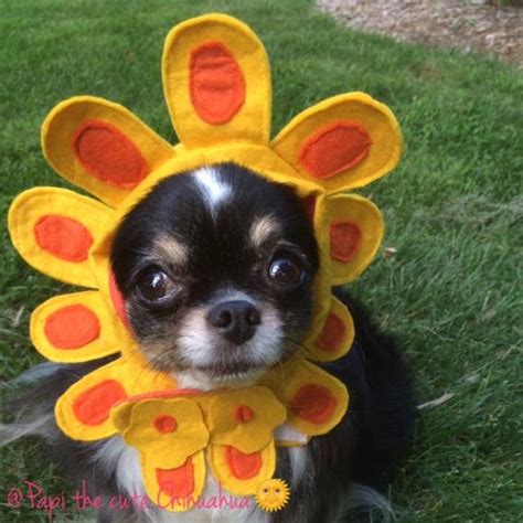 Dog Flower Hat Dog Sunflower Costume Cat Flower Hat Cat Etsy