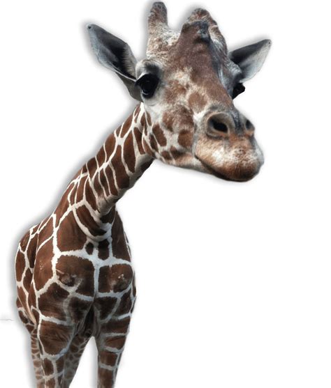 Girafa Close Up Png Transparente Stickpng
