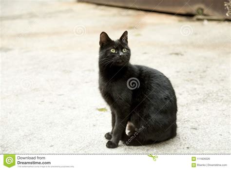 Fearing things we can't prove. Meaning Of The Black Cat Symbol Stock Photo - Image of ...