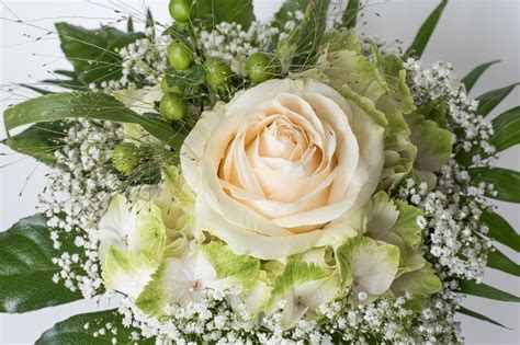 Stream songs including fiori bianchi per te, lady and more. Mazzi di fiori bianchi: i bouquet più belli e le occasioni ...