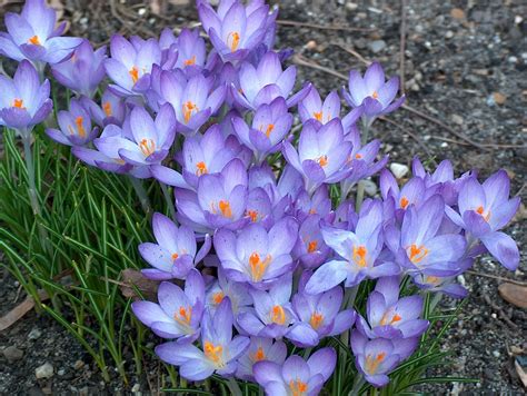 Crocus Flowers Garden · Free Photo On Pixabay