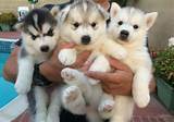 Get your happy doggie here! Free Dogs Near Me (With images) | Pomsky puppies