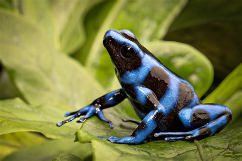 Poison Dart Frog Photography By Dirk Ercken Images
