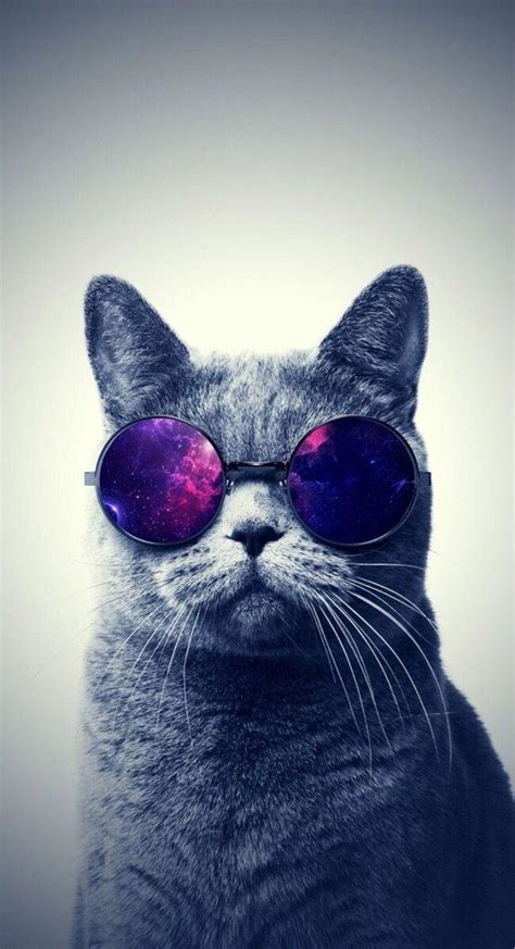 Hipster Cat Iphone Wallpapers Top Free Hipster Cat Iphone Backgrounds