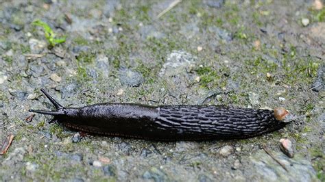Schnecken sind in den augen von gartenbesitzern oftmals ungebetene schädlinge. Nacktschnecken - ein Vielfraß im Garten | MDR.DE