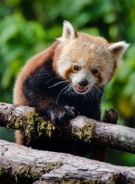 Exclusive Photos Of The San Francisco Zoos New Red Panda Red Panda