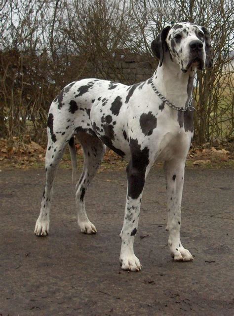 Great Dane Dog Breed Information Pictures And More