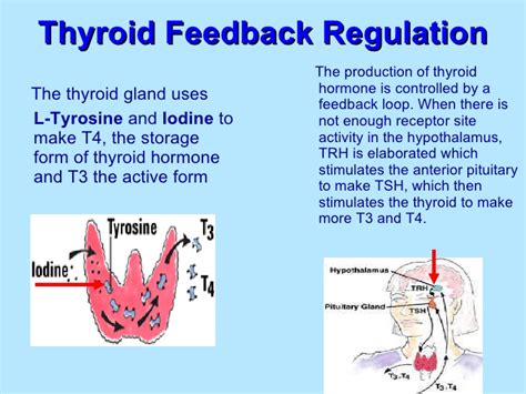Low Thyroid Low Sex Drive And Adrenal Exhaustion How Autonomic