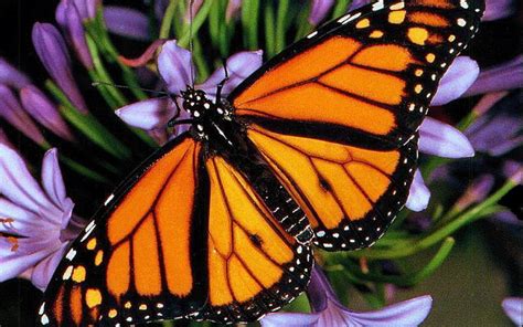 1920x1080px 1080p Free Download Monarch On Purple Flowers Insect