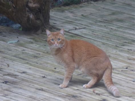 Orange Cat Trespassing In Yard Please Credit Wolf Gordon C Flickr