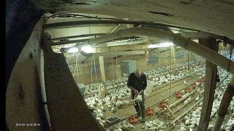 Tesco Suspends Sales Of Chicken From An Ethical Farm After Undercover Probe Reveals Shocking