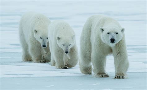 Leaders Commit To Conservation Measures At Polar Bear